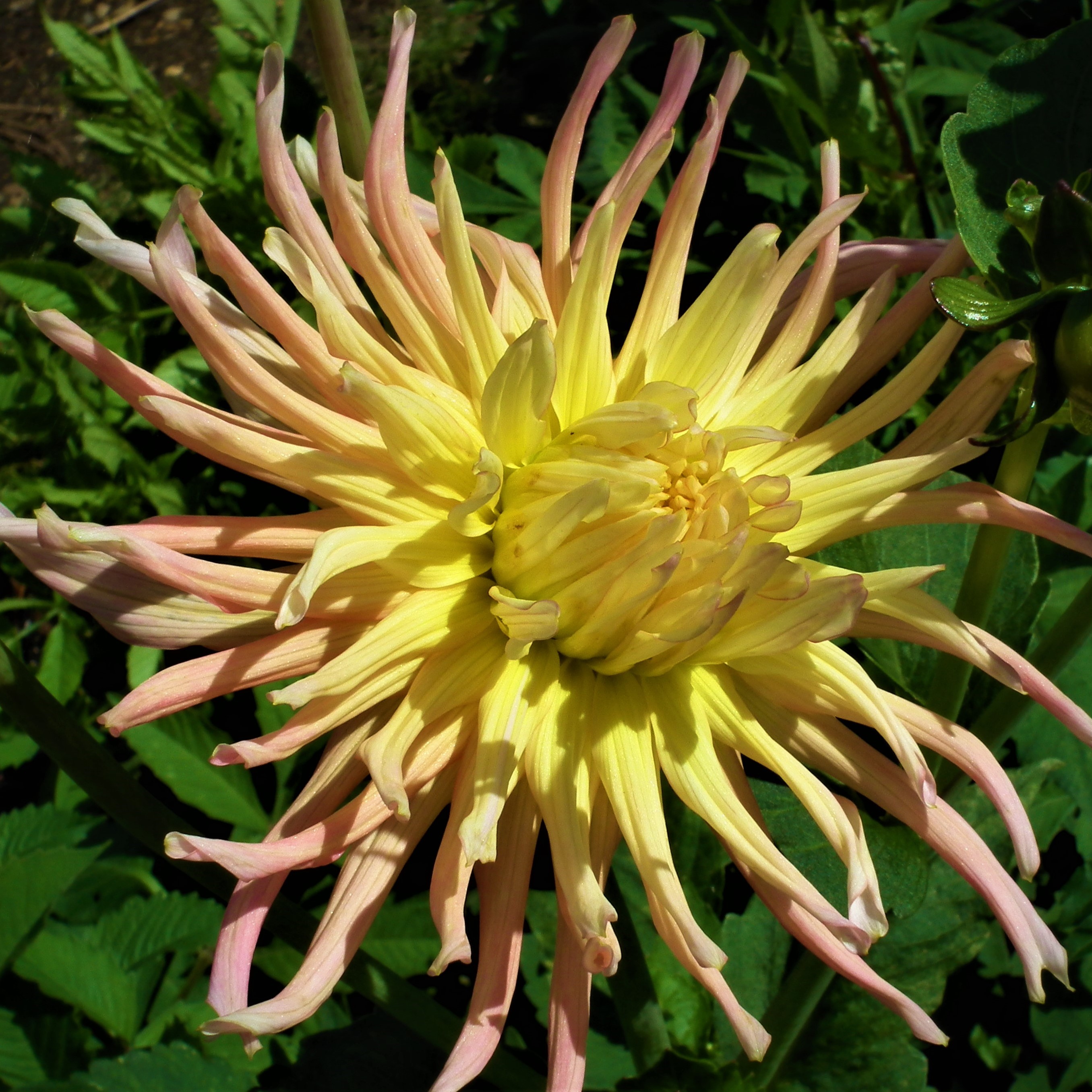 Dahlia Apricot Star